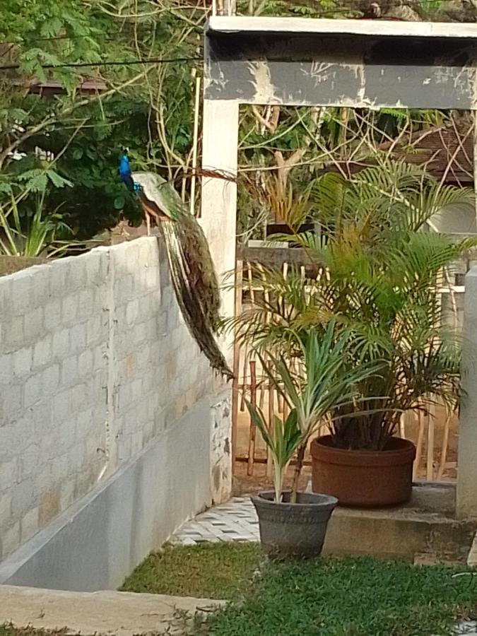 Peacock Garden Acomodação com café da manhã Tangalle Exterior foto