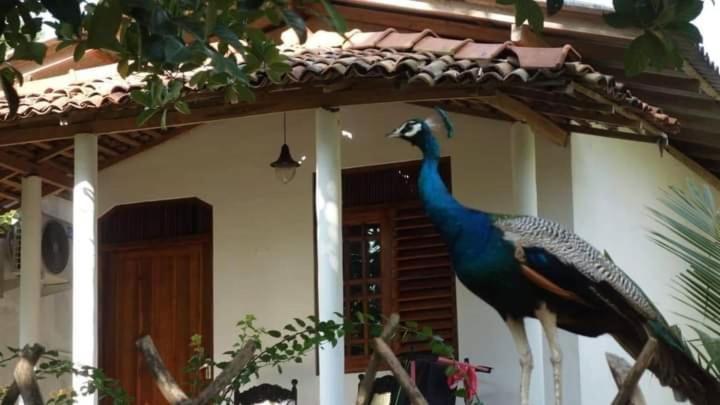 Peacock Garden Acomodação com café da manhã Tangalle Exterior foto